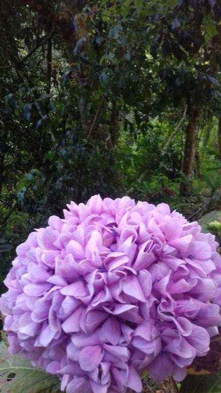 Pousada Toca Dos Tucanos Campos do Jordão Buitenkant foto
